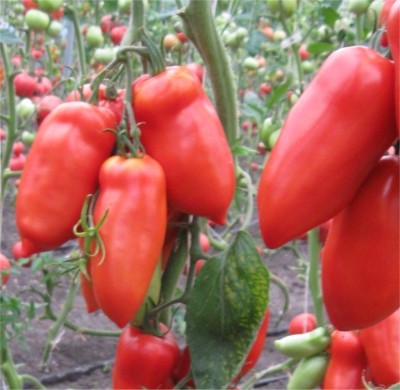 Pomidor Cornabel F1 250 n Nickerson Zwaan