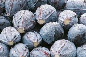 kapusta czerwona Integro F1 2500 n Bejo Zaden