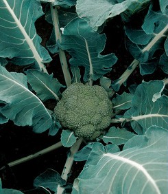 brokuł Montop F1 2500 n Syngenta