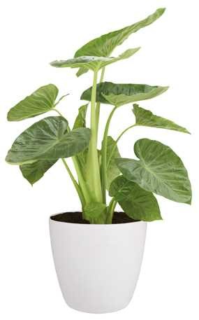 ELHO BRUSSELS OSŁONKA OKRĄGŁA Z KÓŁKAMI 47CM BIAŁA