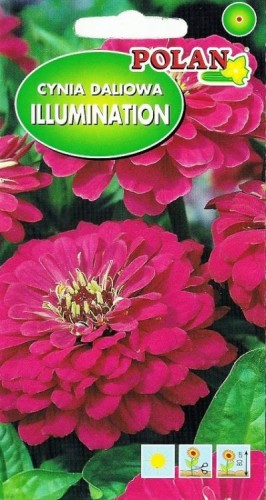 POLAN Cynia dalowa Illumination różowa 1g