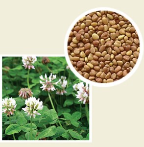 GRANUM Koniczyna biała Gras Huia C1 1kg