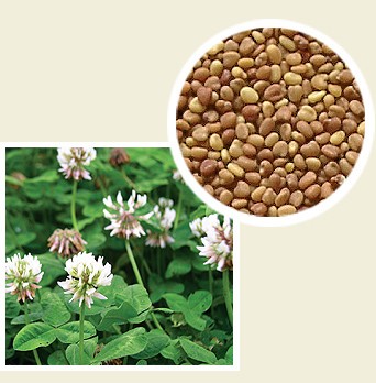 GRANUM Koniczyna biała Gras Huia C1 1kg