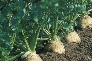 seler Brilliant 10 000 n Bejo Zaden