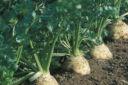 seler Brilliant 10 000 n Bejo Zaden