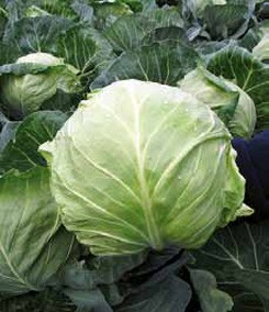 Syngenta kapusta Gregorian 2500 n