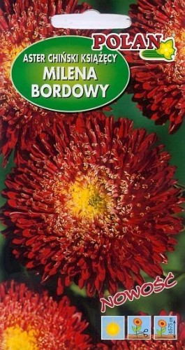 POLAN Aster Książęcy Milena Bordowa 1g