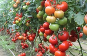 SYNGENTA Pomidor Boderine 500 n