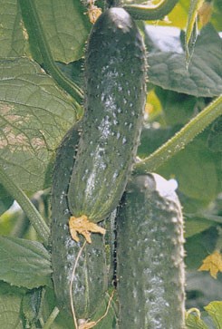 Syngenta Ogórek Pasalimo 100 n 