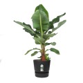  ELHO DONICA GREENVILLE 55CM CZARNA