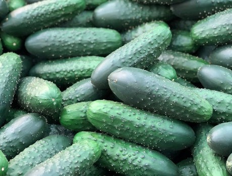 MONSANTO SEMINIS Ogórek Monisia 1000n