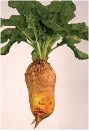 GRANUM Burak pastewny Ursus Poly żółty 1kg