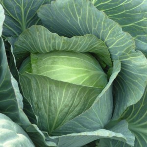 kapusta Lennox F1 2500 n Bejo Zaden