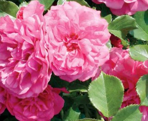 Róża rabatowa Sylwia (różowa)