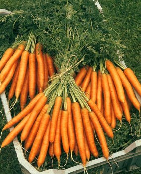 BEJO Marchew NAPOLI F1 25 000n 1,8-2,0mm