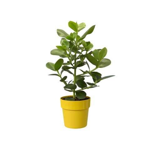 ELHO B.FOR ORIGINAL OKRĄGŁA OSŁONKA 25CM ŻÓŁTA