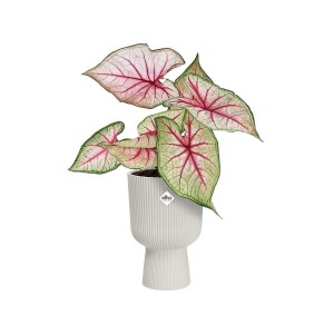 ELHO VIBES FOLD COUPE 14CM OSŁONKA BIAŁA