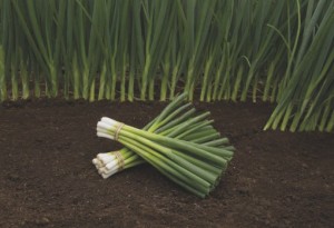 BEJO ZADEN Szczypior - cebula siedmiolatka - Parade 2,0-2,25mm 10 000n