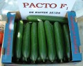 ogórek Pacto F1 500 n De Ruiter 