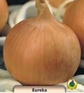 PNOS Cebula Eureka 500 g
