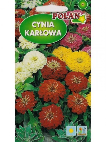 POLAN Cynia Thumbelina karłowata mieszanka 1g