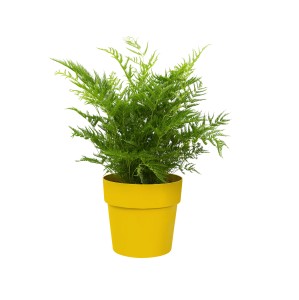 ELHO B.FOR ORIGINAL OKRĄGŁA OSŁONKA 16CM ŻÓŁTA