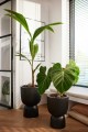 ELHO PURE COUPE 35CM  DONICA CZARNA