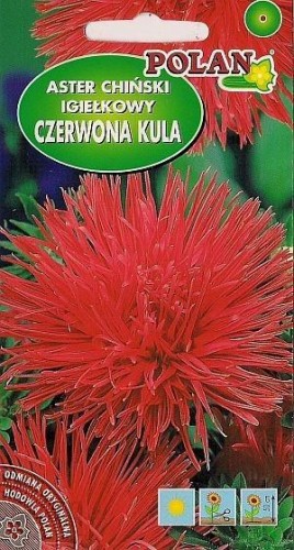 POLAN Aster igiełkowy Czerwona Kula czerwony 1g