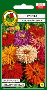 PNOS Cynia chryzantemowa Glamour Girls 1g