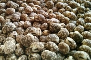 Łubin wąskolistny gorzki Karo - 1 kg
