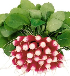 Syngenta rzodkiewka Treto 10000 n 