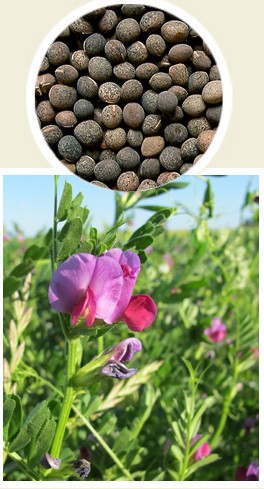 GRANUM Wyka siewna Hanka 1kg