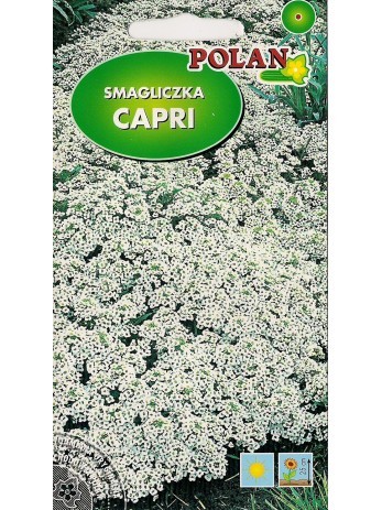 POLAN Smagliczka nadmorska Capri biała 1g