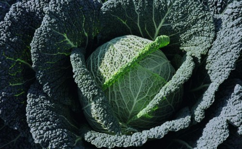 BEJO ZADEN Kapusta włoska Wirosa F1 2500 n