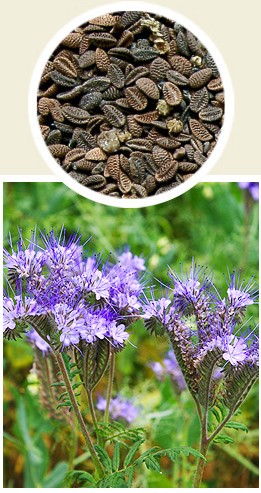 GRANUM Facelia błękitna Natra 0,5kg