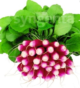 SYNGENTA Rzodkiewka Treto 2,50-2,75 mm 10 000 n