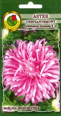 PNOS Aster chryzantemowy Pola różowy 0,8g