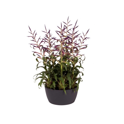 ELHO BRUSSELS OSŁONKA MISA 23CM CIEMNO SZARA