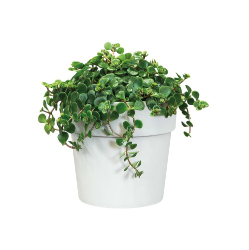 ELHO B.FOR ORIGINAL OKRĄGŁA OSŁONKA 14CM BIAŁA