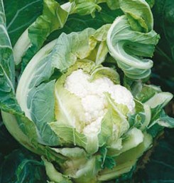 kalafior Amerigo F1 2500 n Syngenta