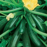 Cukinia Startgreen F1 100 g EJA