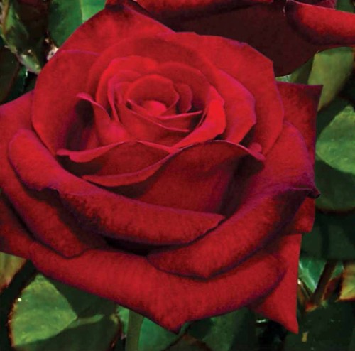 Róża wielokwiatowa czerwono-ciemna MR Lincoln