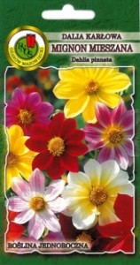 PNOS Dalia Mignon pojedyncza mieszanka 1g