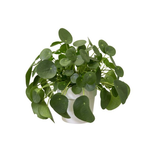 ELHO B.FOR ORIGINAL OKRĄGŁA OSŁONKA 22CM BIAŁA