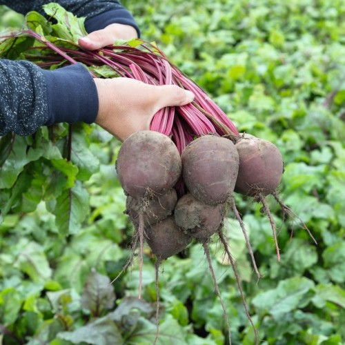 burak Wodan F1 10000 n Bejo Zaden