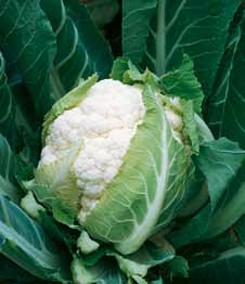 kalafior Bruce F1 2500 n Syngenta