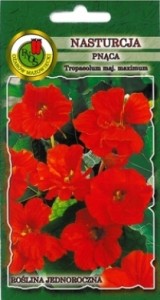 PNOS Nasturcja pnąca Scharlachglanz czerwona 2g