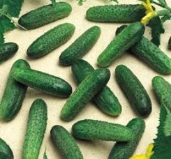 ogórek Mirabelle F1 250 n Monsanto Seminis