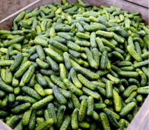 Syngenta Ogórek Octopus F1 500n 