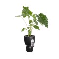 ELHO PURE COUPE 35CM  DONICA CZARNA